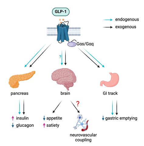 Illustration of tirzepatide's dual GIP and GLP-1 receptor activity — the key mechanistic difference from semaglutide (Wegovy), which activates only the GLP-1 receptor